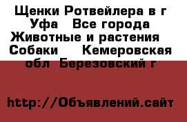 Щенки Ротвейлера в г.Уфа - Все города Животные и растения » Собаки   . Кемеровская обл.,Березовский г.